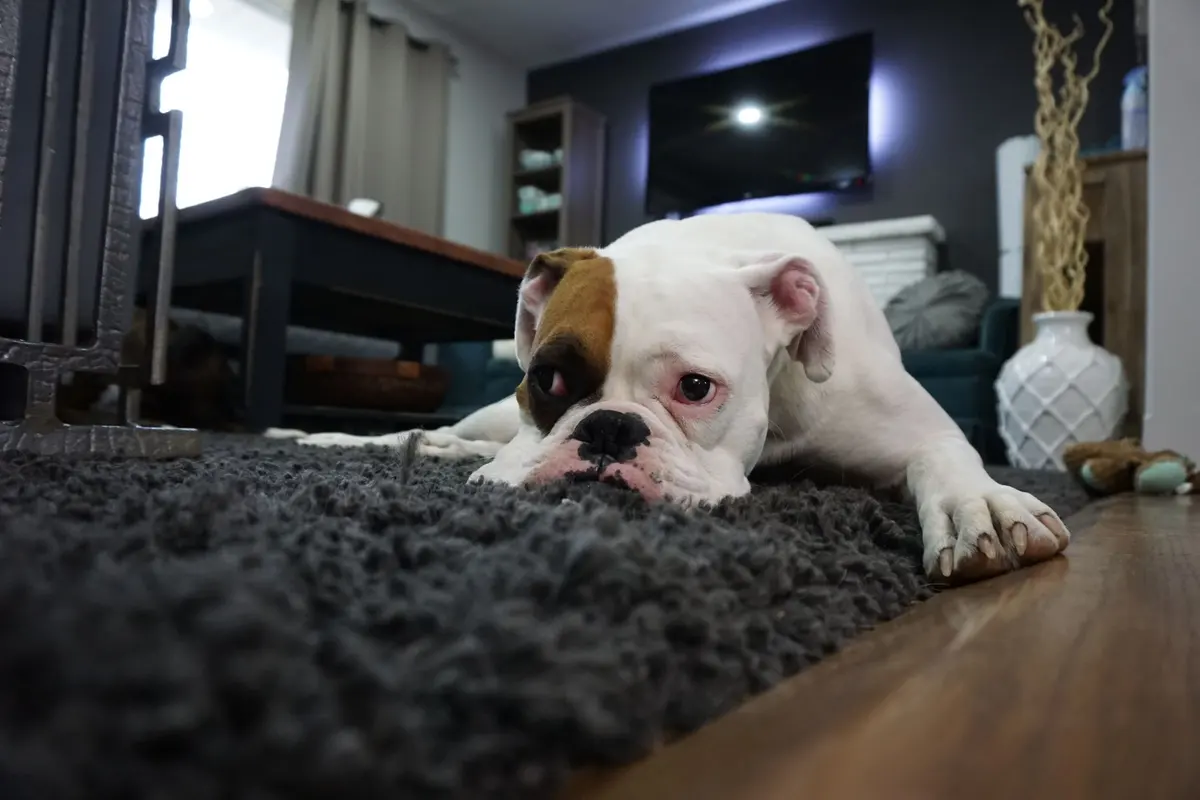 Cozy carpet flooring