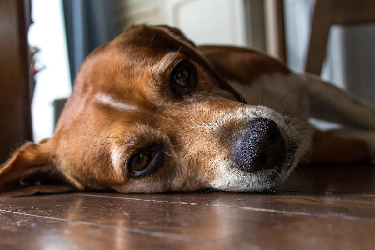 Pet-friendly flooring
